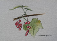 Berries-185x132